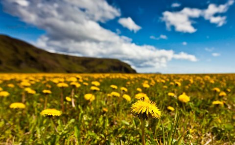 Skráning sumarorlofs í dagbók og sjálfvirk svörun á tölvupósti