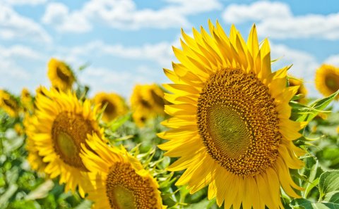 Skráning sumarorlofs í dagbók og sjálfvirk svörun á tölvupósti